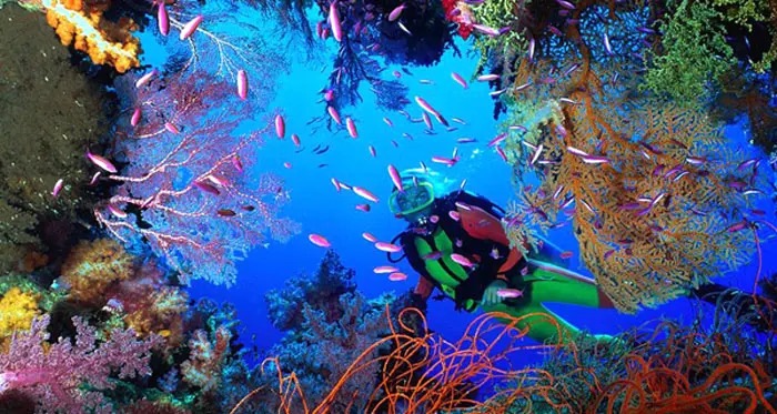 Snorkeling at Cozumel’s Palancar Reef, vibrant corals and diverse marine life.