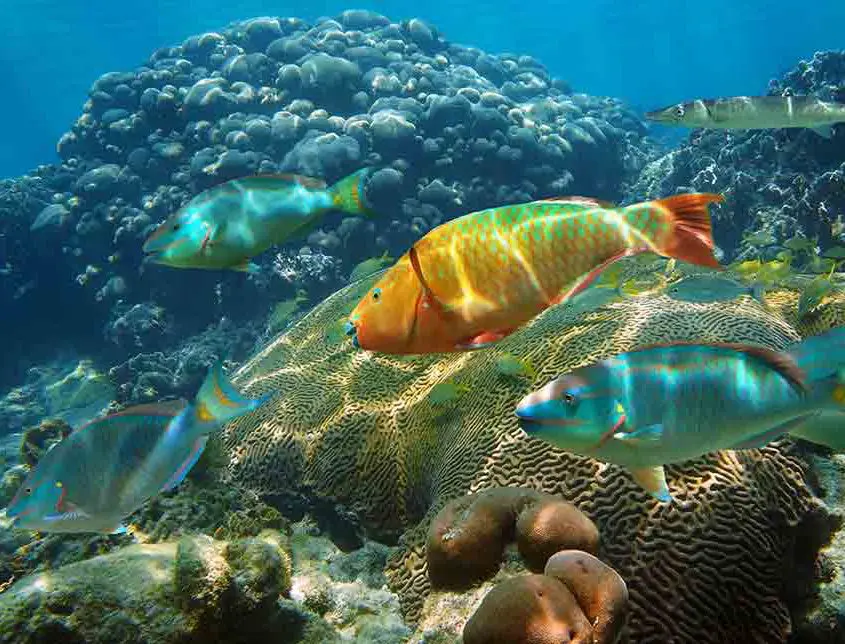 Snorkeling at Punta Nizuc Cancun, colorful fish and vibrant coral reefs.